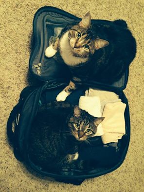 Cats and packing